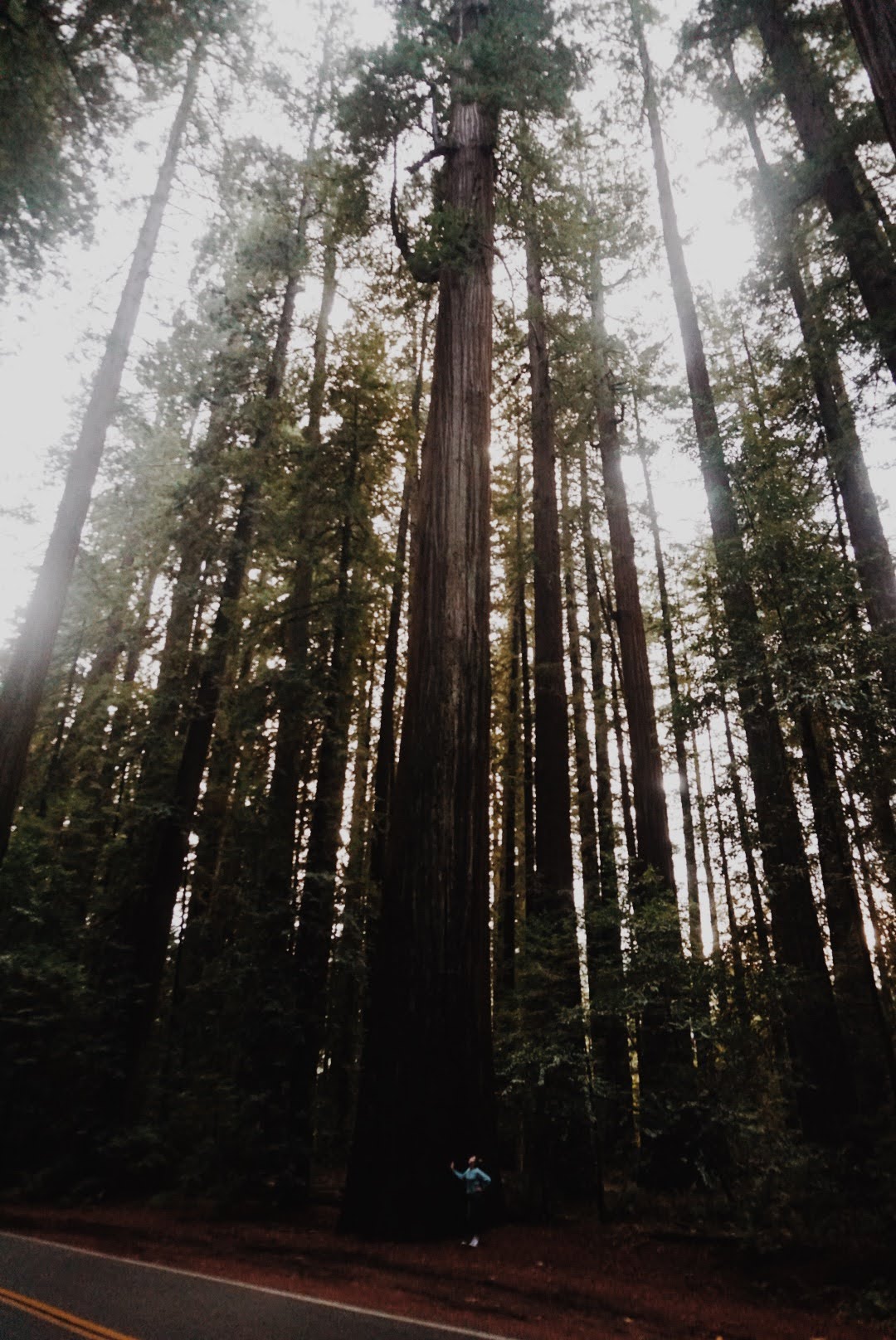 Road-Trip to Mendocino CA and Humboldt National Forest